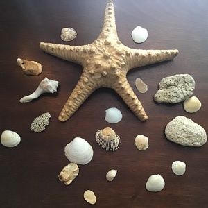 Shell decor bundle
